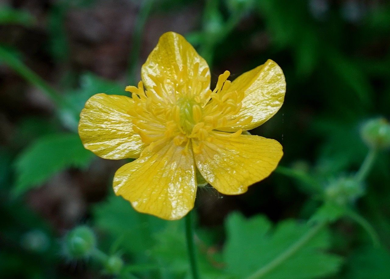 Ranunculus lanuginosus flower