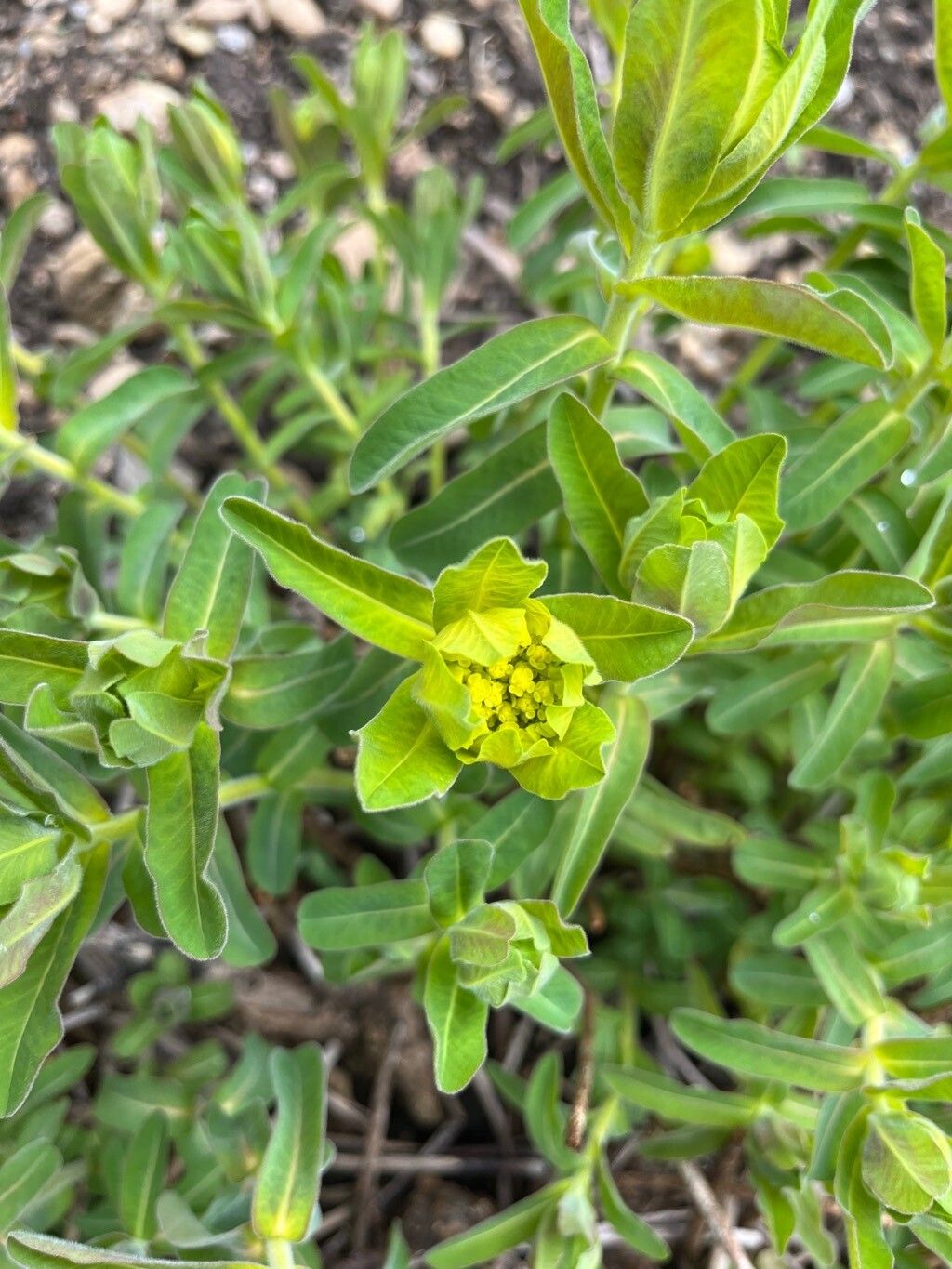 Euphorbia austriaca flower