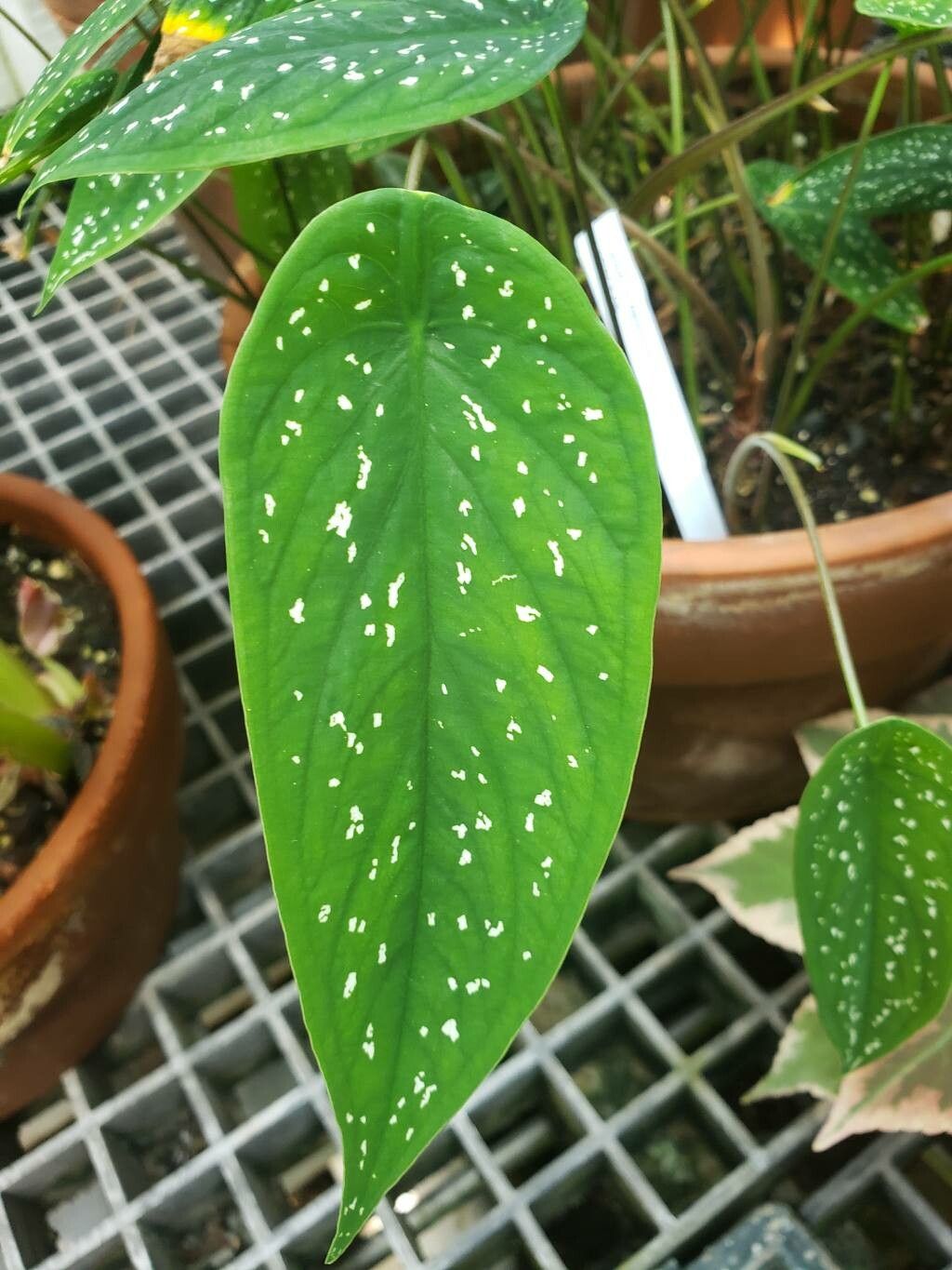 Caladium palaciosii