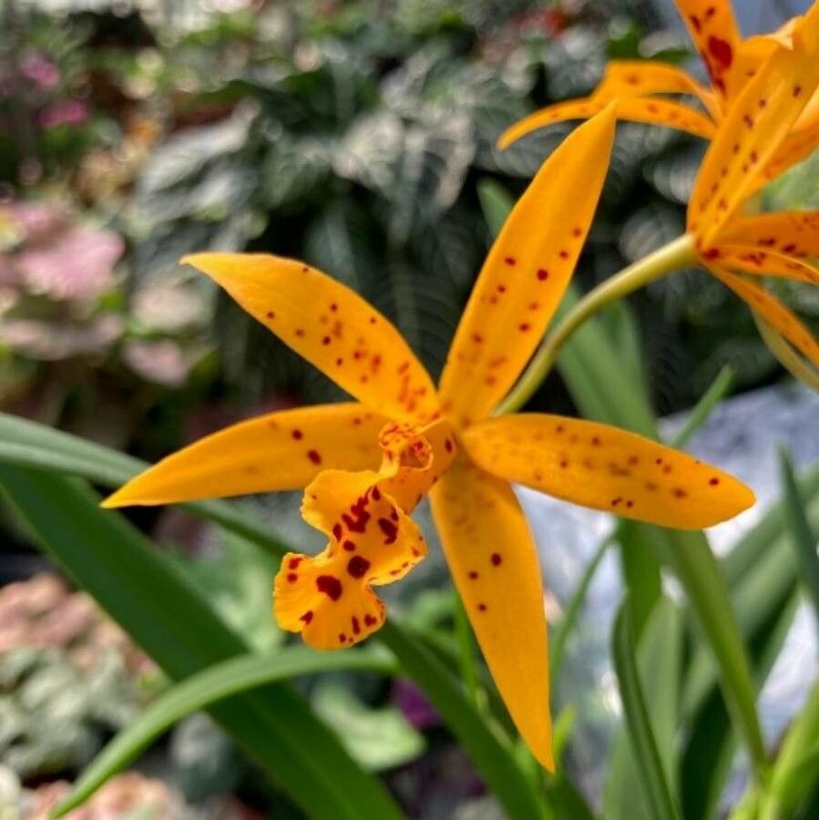 Guarianthe aurantiaca flower