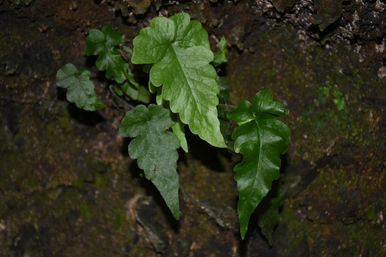 Tectaria puberula — houseplant care guide