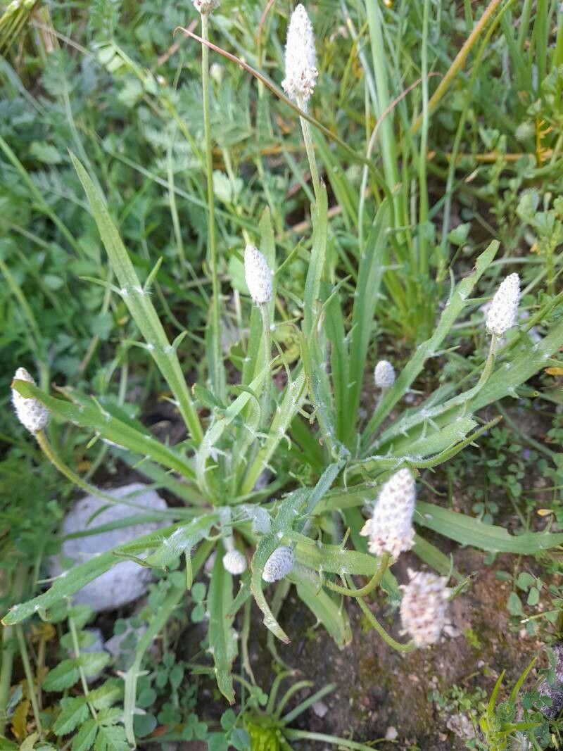 Plantago notata other