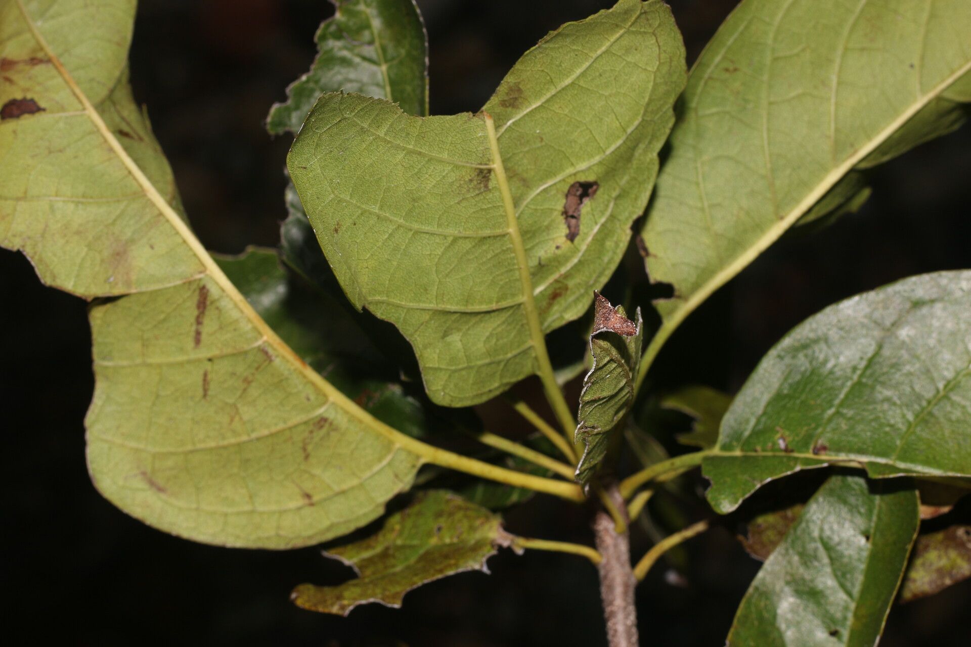 Bourreria andrieuxii leaf