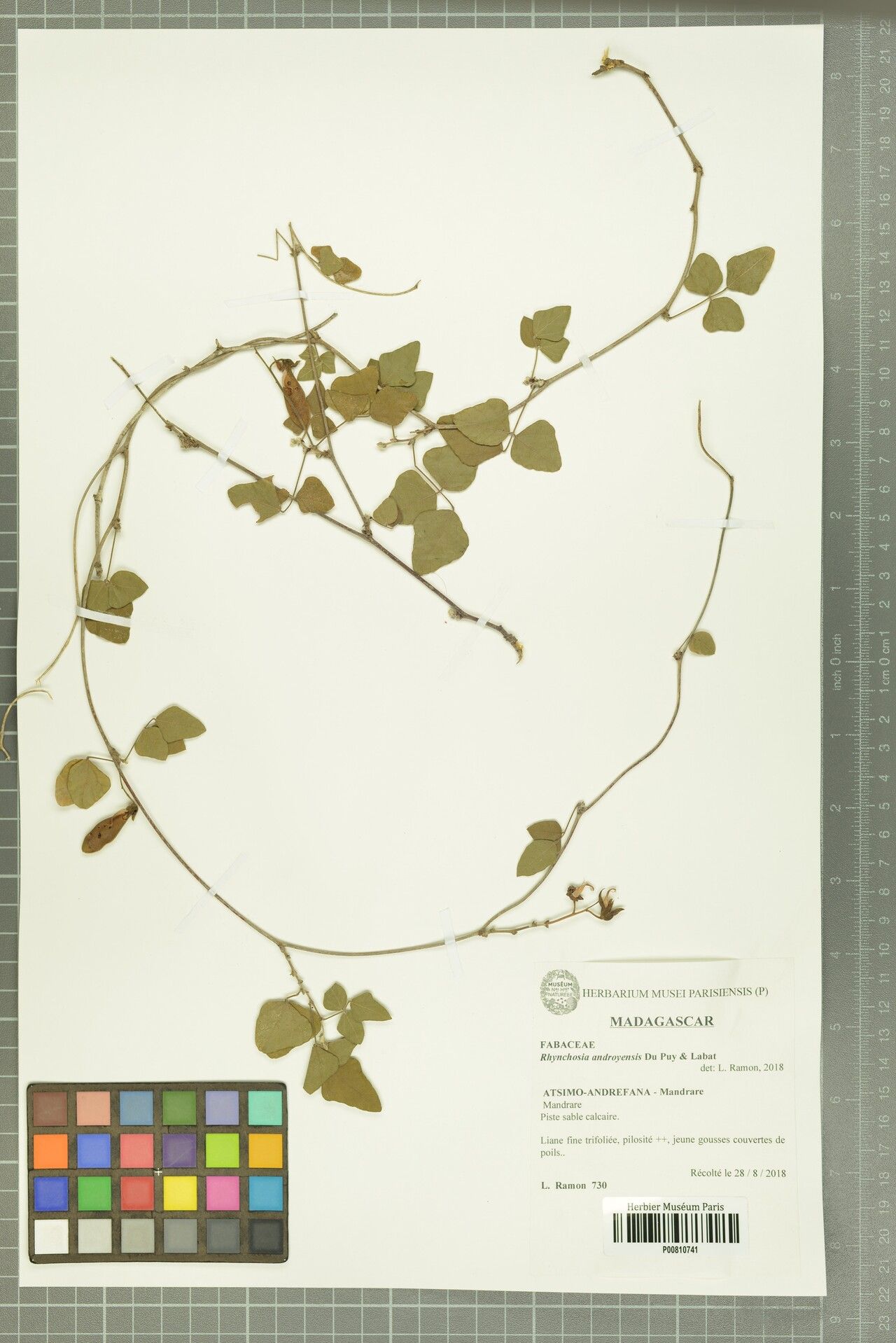 Rhynchosia androyensis — related species from the same genus