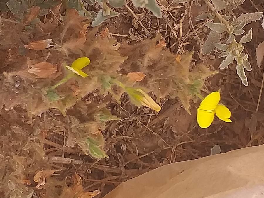 Ononis pubescens leaf