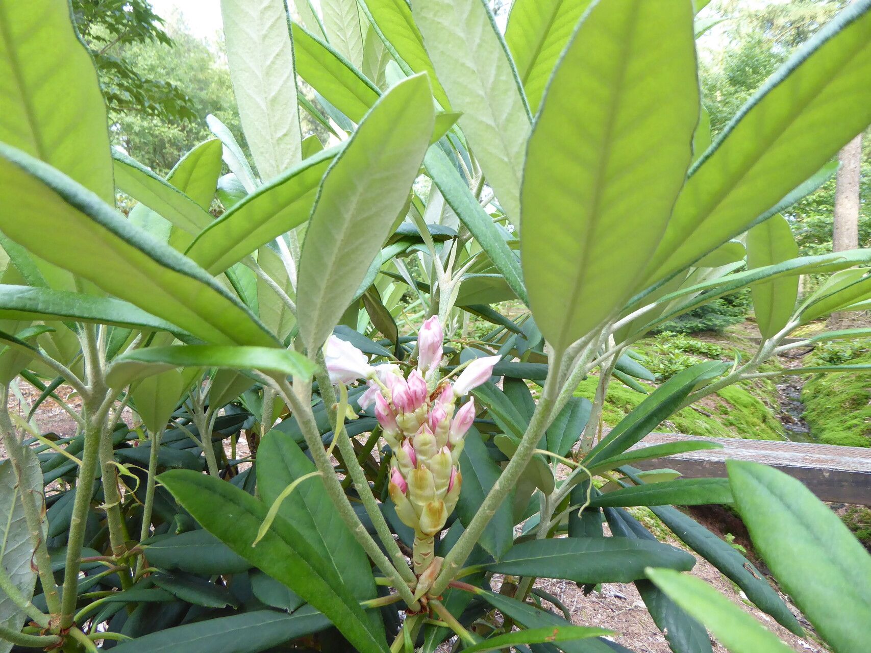 Rhododendron ungernii flower