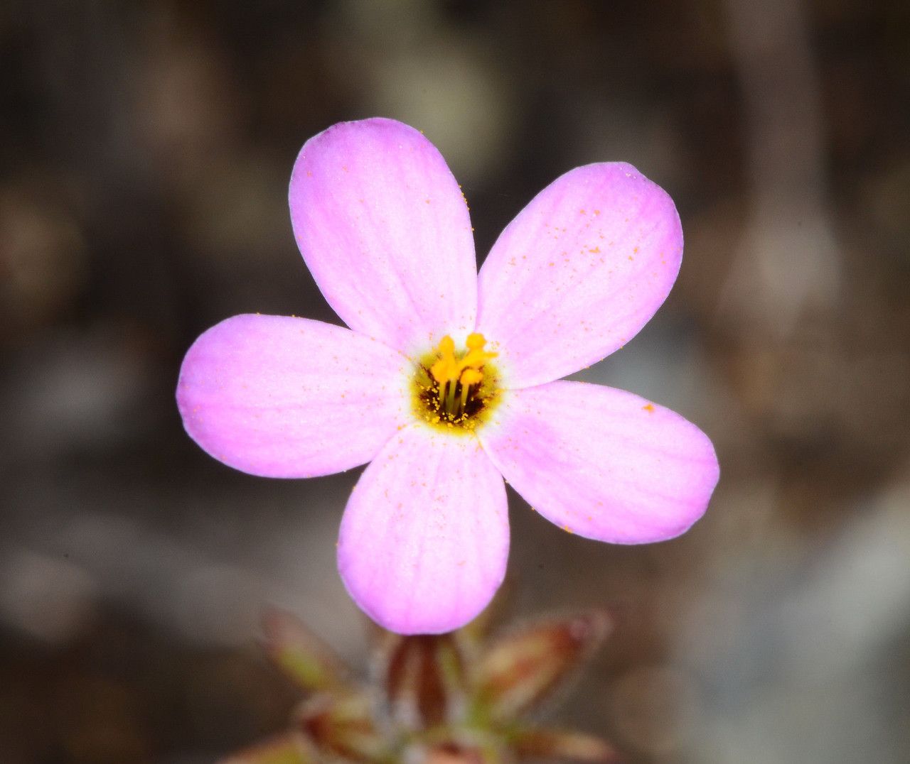Leptosiphon androsaceus — related species from the same genus
