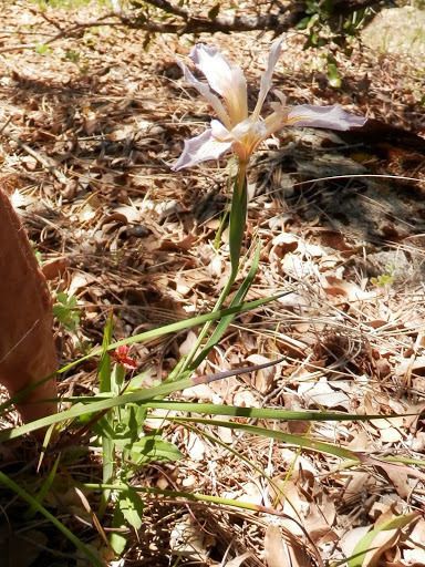 Iris hartwegii habit