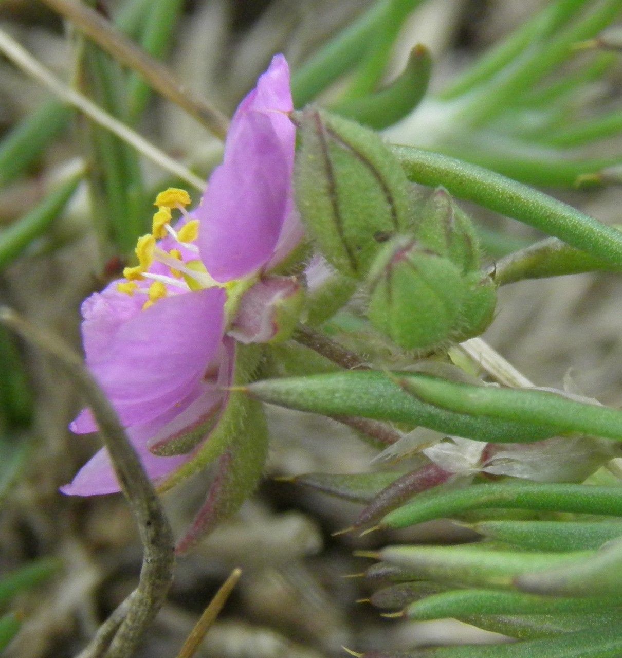 Spergula fimbriata flower