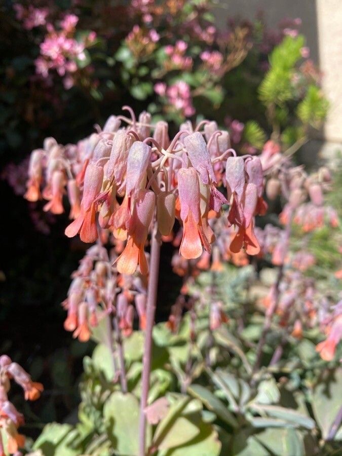 Bryophyllum delagoense flower