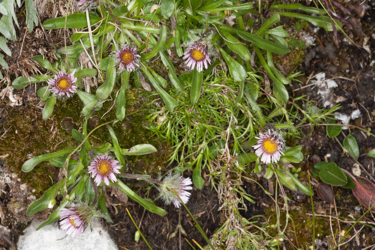 Erigeron neglectus flower