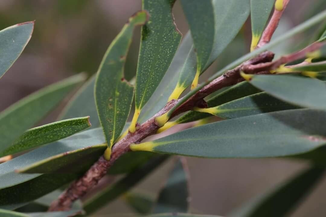 Melaleuca groveana — houseplant care guide