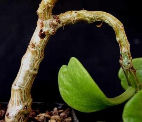 Tylecodon torulosus bark