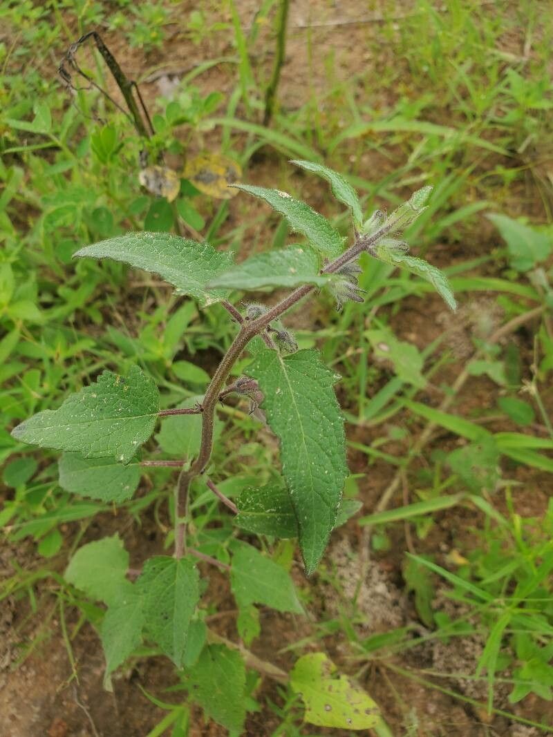 Sesamum sesamoides leaf
