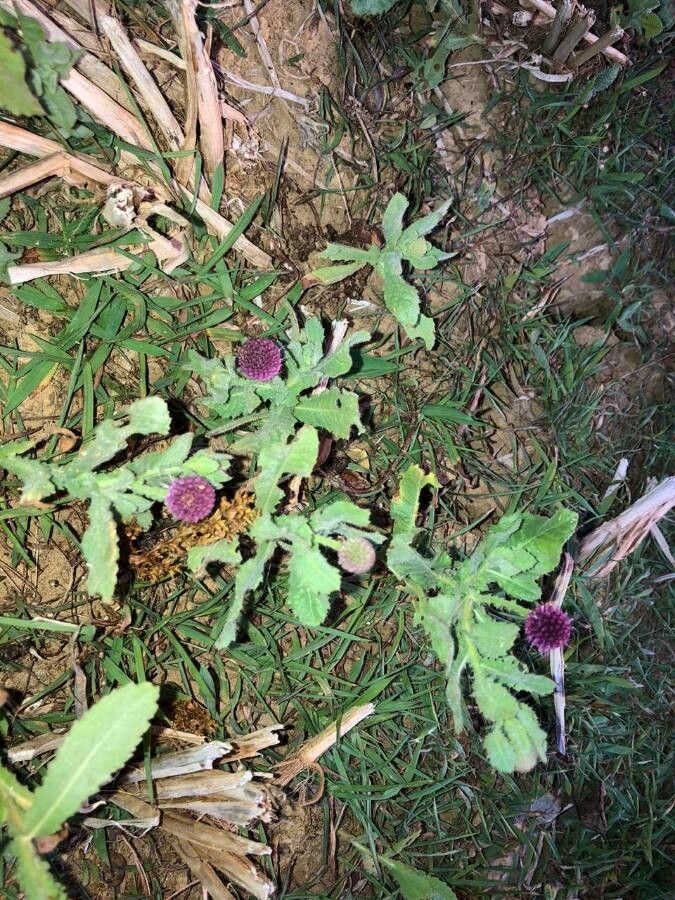 Sphaeranthus indicus flower
