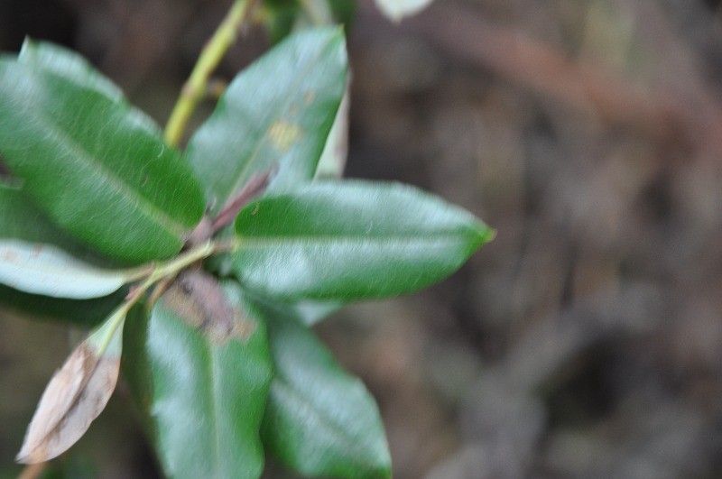 Agarista buxifolia leaf