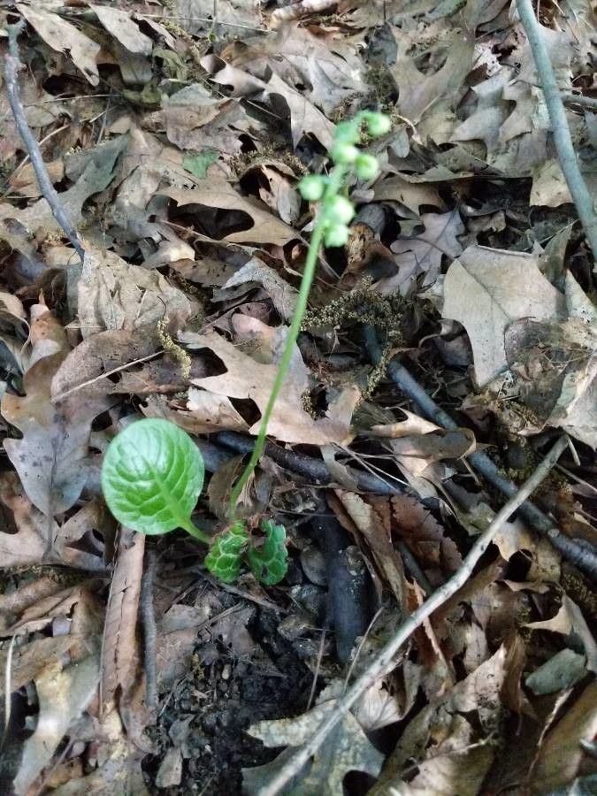 Pyrola americana habit