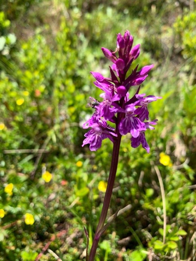Dactylorhiza sudetica flower
