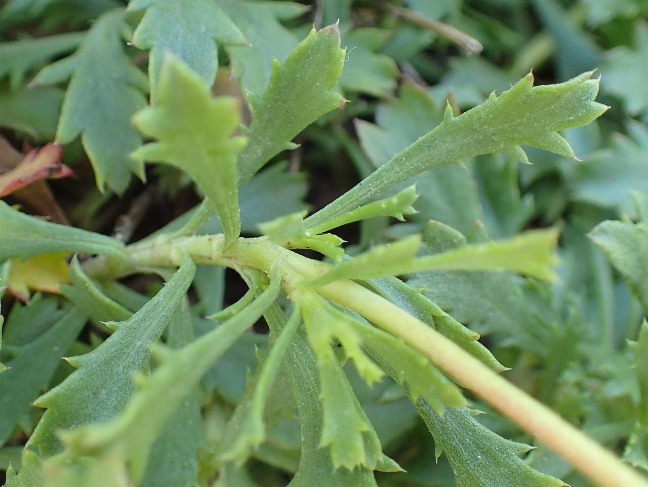 Haplopappus glutinosus habit