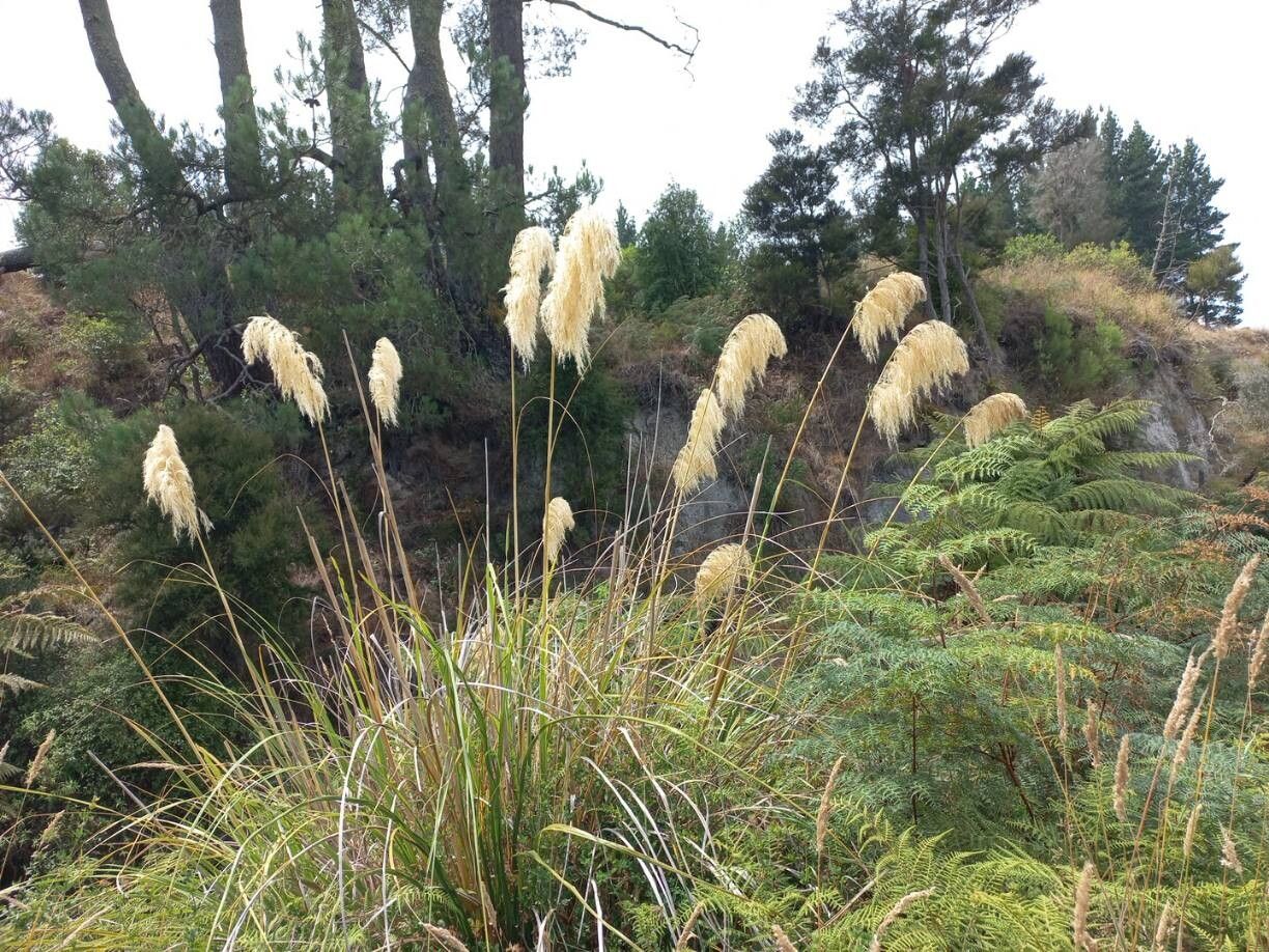 Austroderia toetoe — related species from the same genus