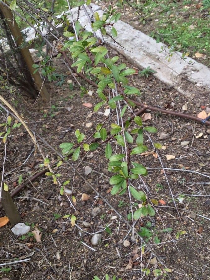 Flueggea tinctoria — search result for 'Phyllanthaceae'