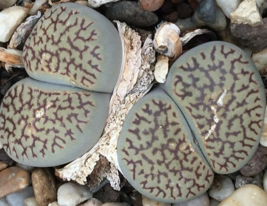 Dinteranthus vallis-mariae — related species from the same genus