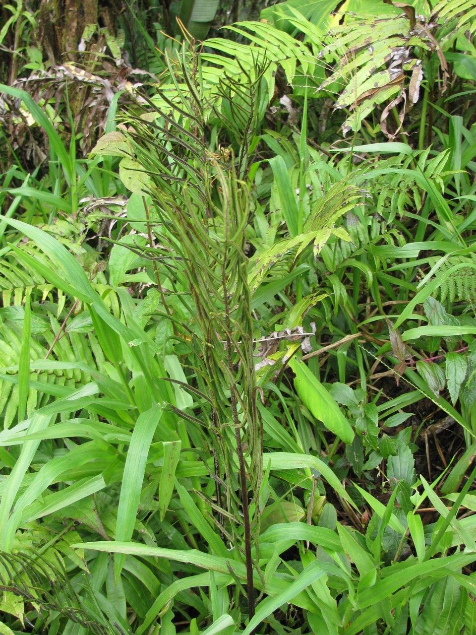 Blechnum schiedeanum habit