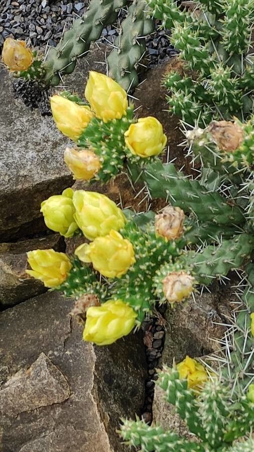 Cylindropuntia whipplei flower