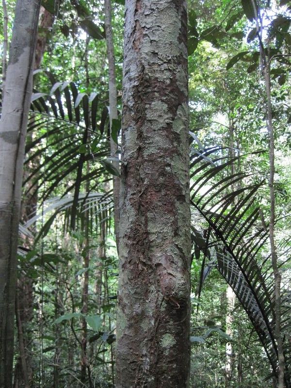 Eschweilera sagotiana habit