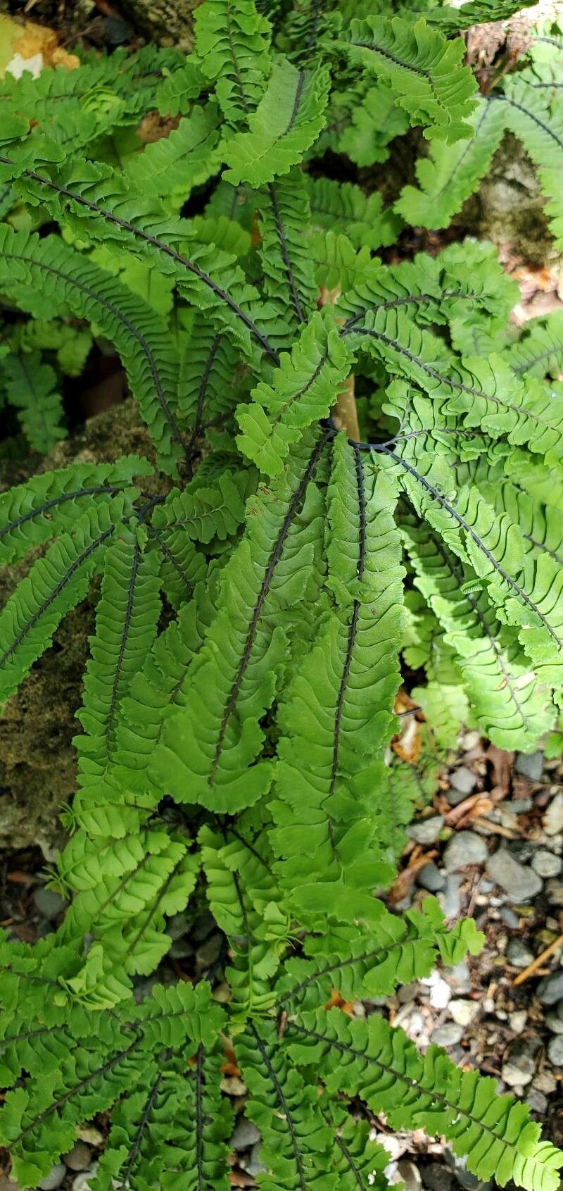 Asplenium vespertinum — search result for 'Asplenium'