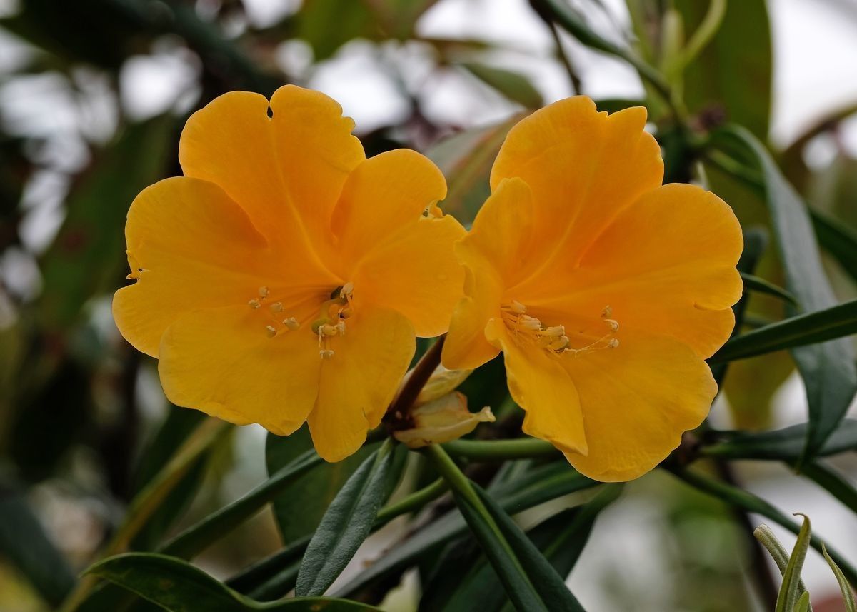 Rhododendron retivenium — houseplant care guide