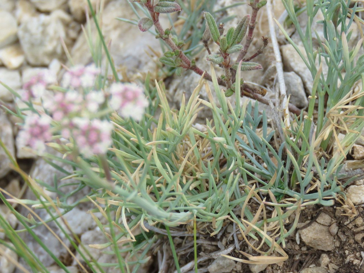 Seseli galloprovinciale habit