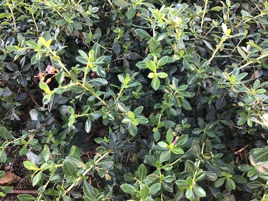 Escallonia micrantha — search result for 'Escallonia'