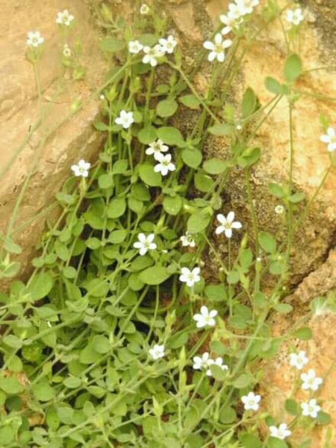 Arenaria balearica flower