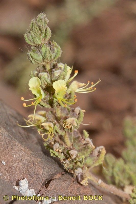 Teucrium rupestre — search result for 'Teucrium'