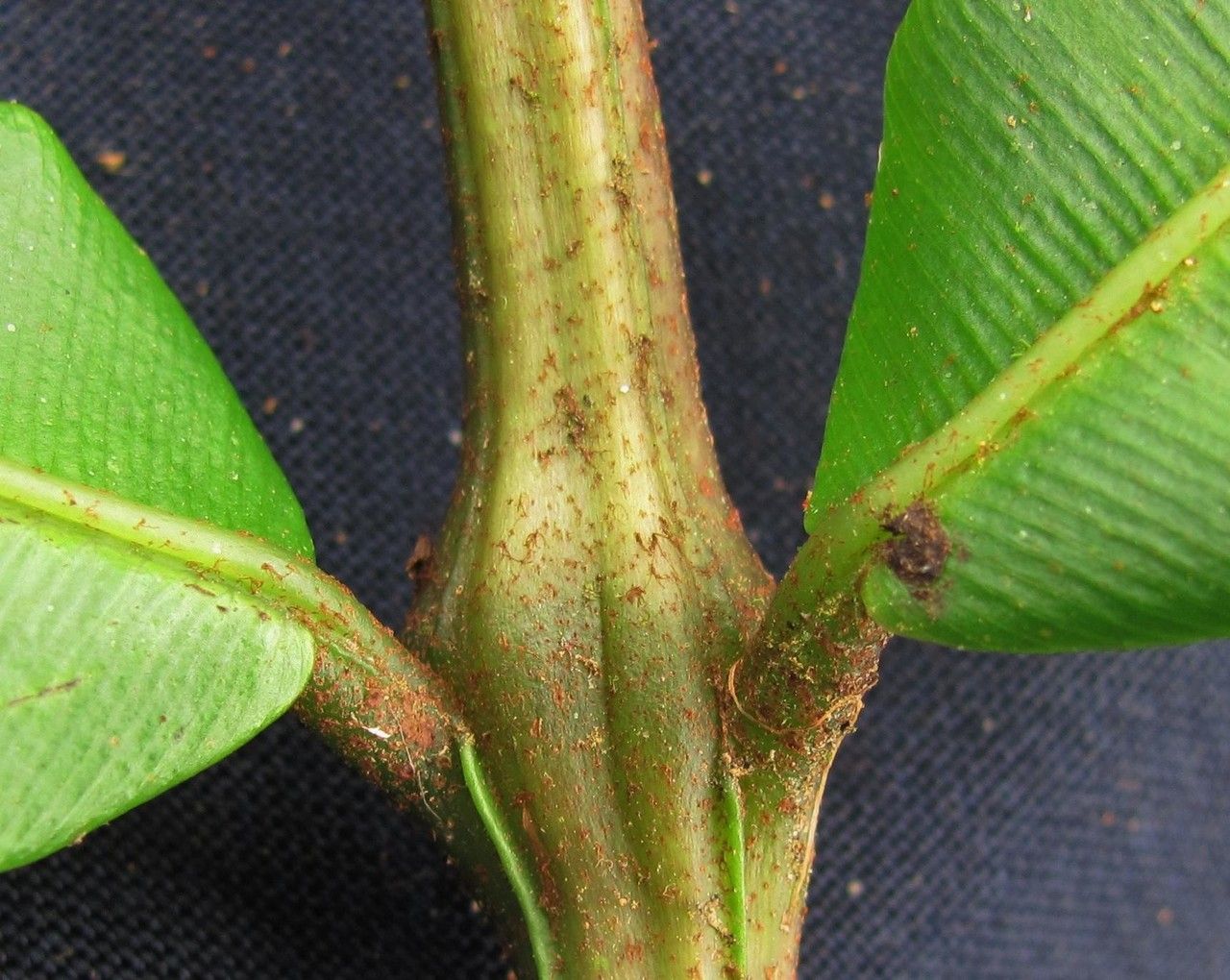 Danaea longicaudata bark