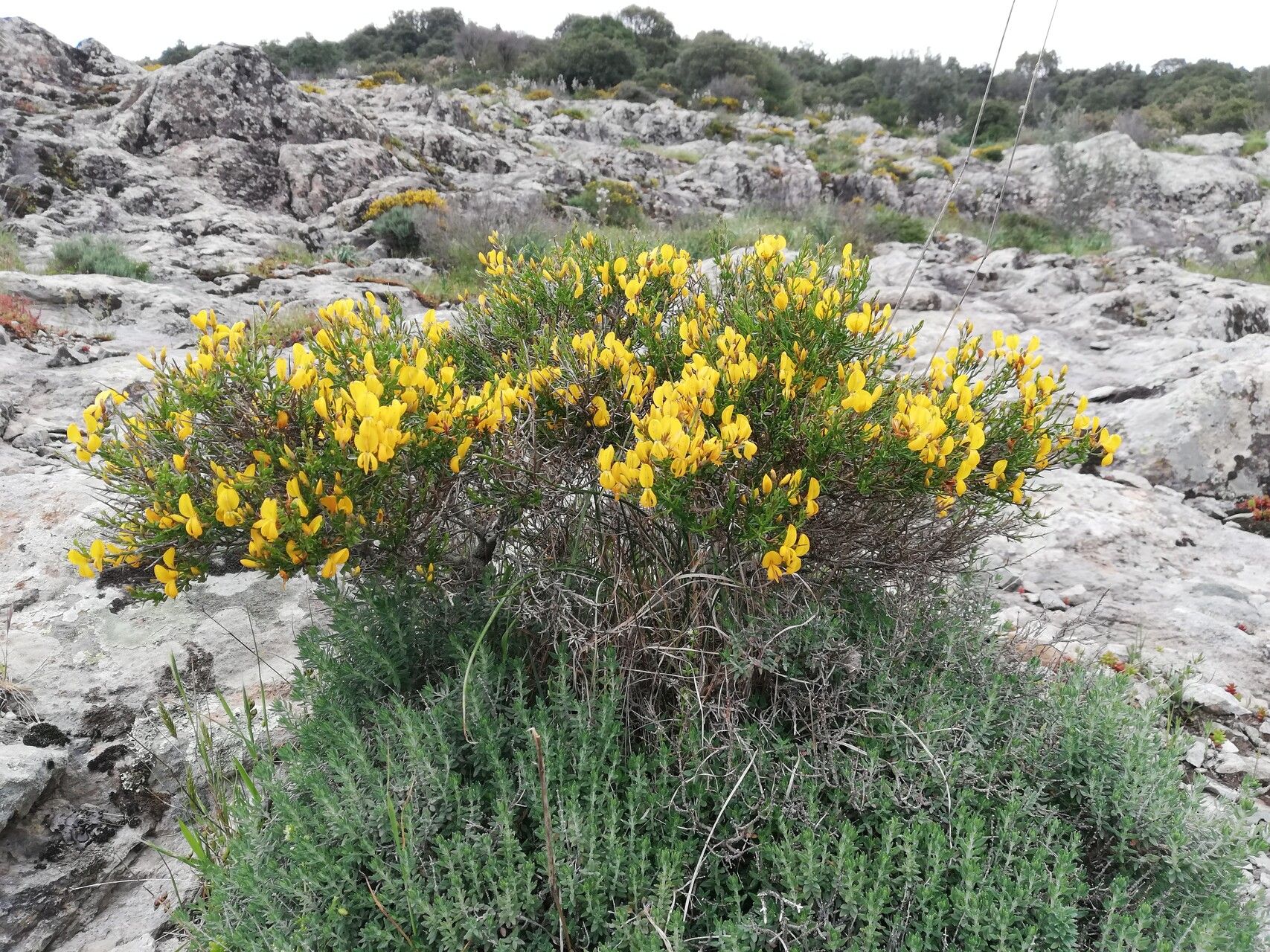 Genista salzmannii habit