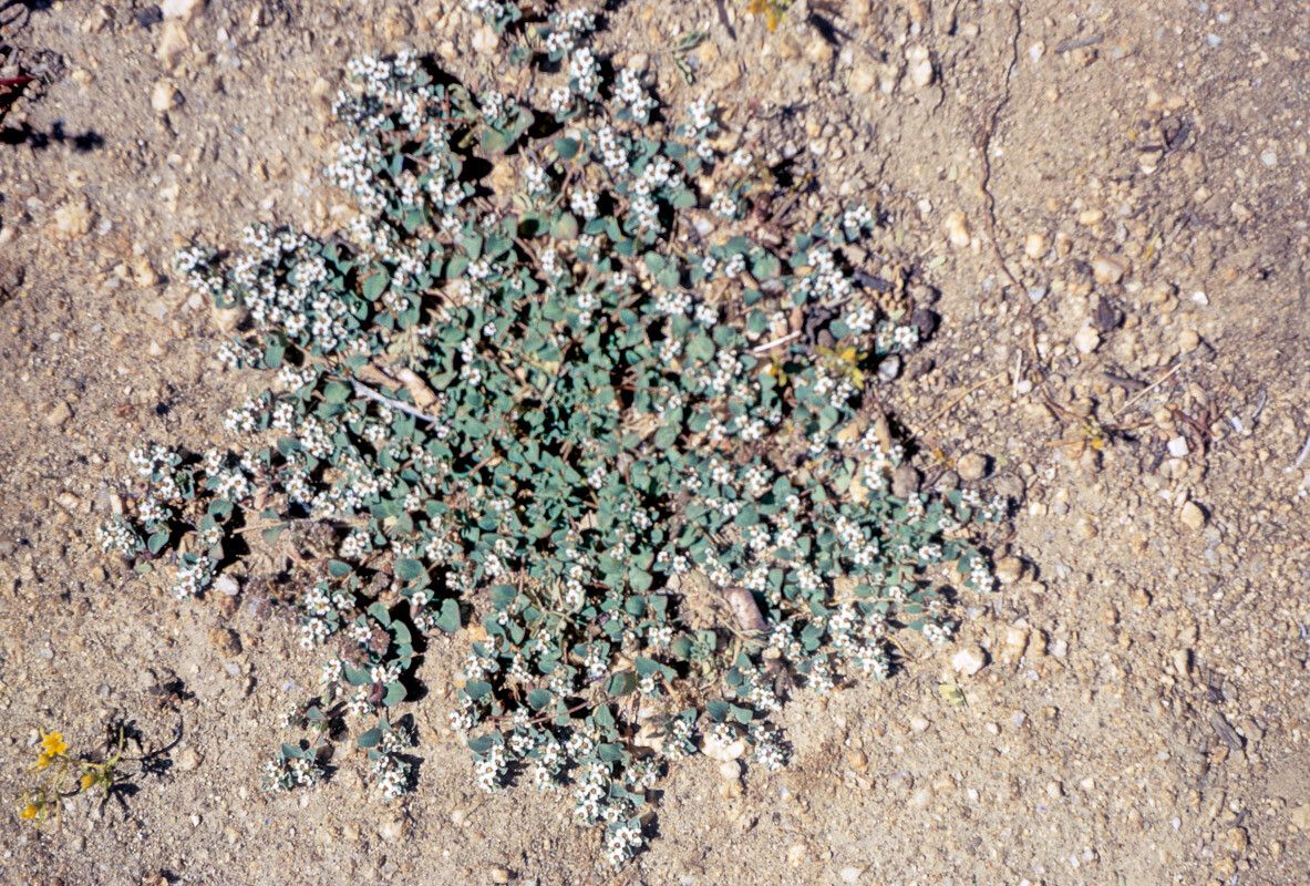Euphorbia albomarginata habit