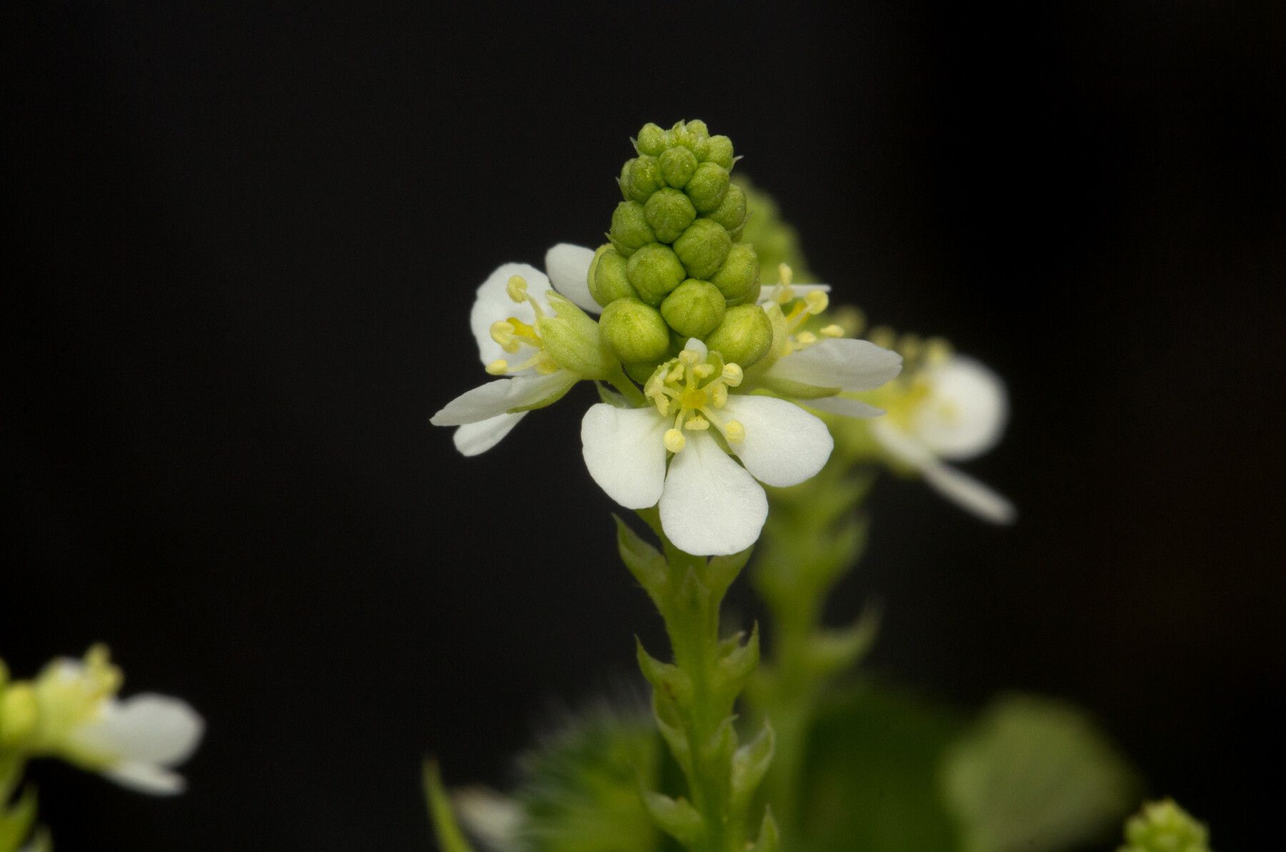 Caperonia fistulosa flower