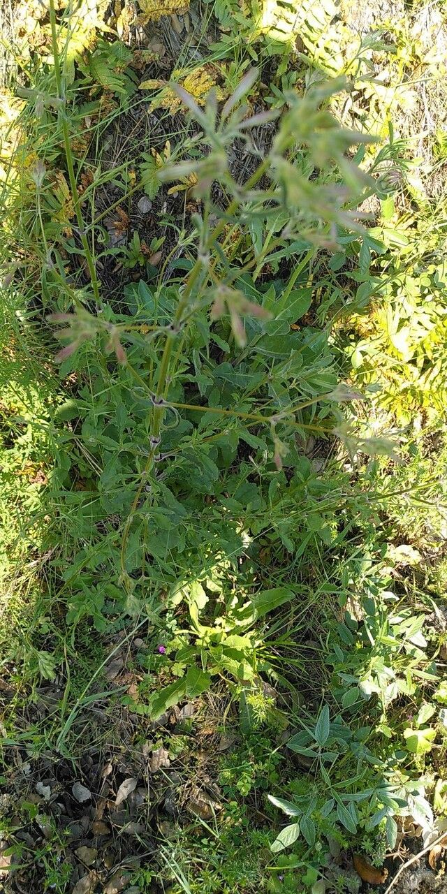 Silene nemoralis leaf