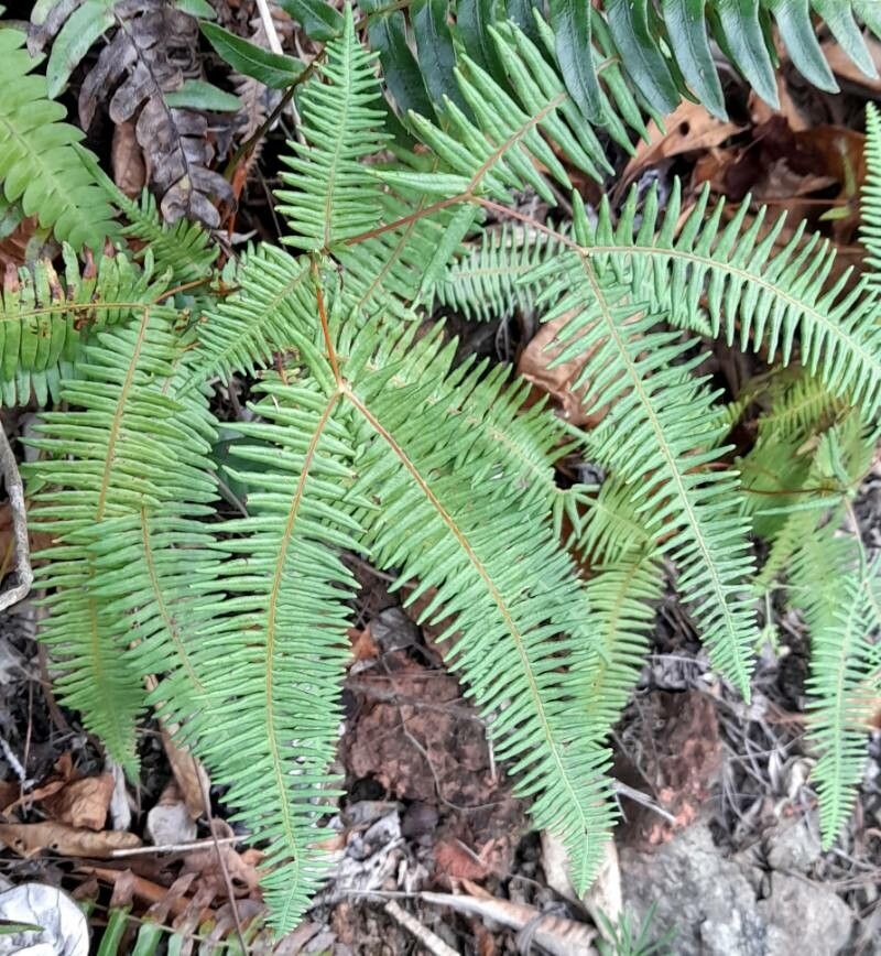 Dicranopteris pectinata habit