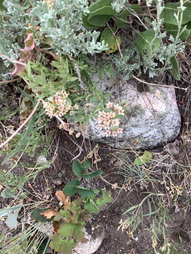 Comandra umbellata flower