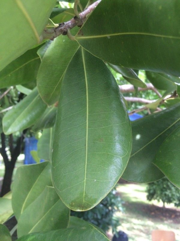 Mimusops coriacea leaf