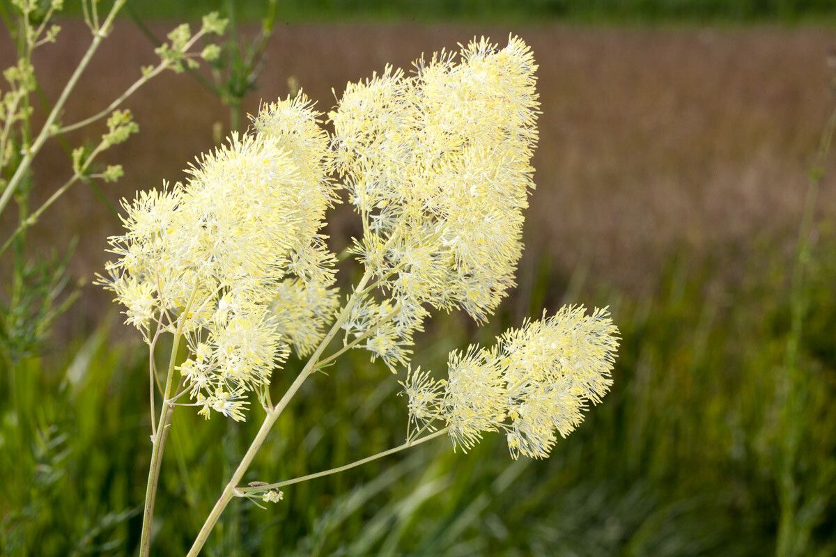 Thalictrum lucidum flower
