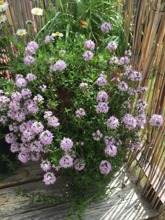 Thymus longicaulis habit