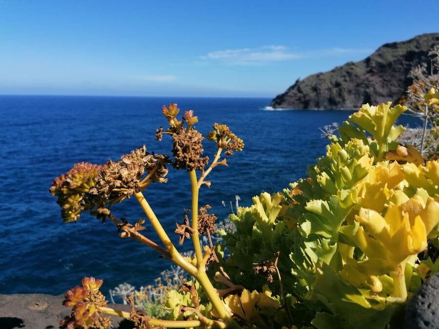 Astydamia latifolia fruit