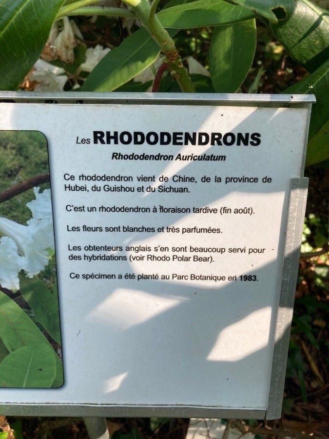 Rhododendron auriculatum other