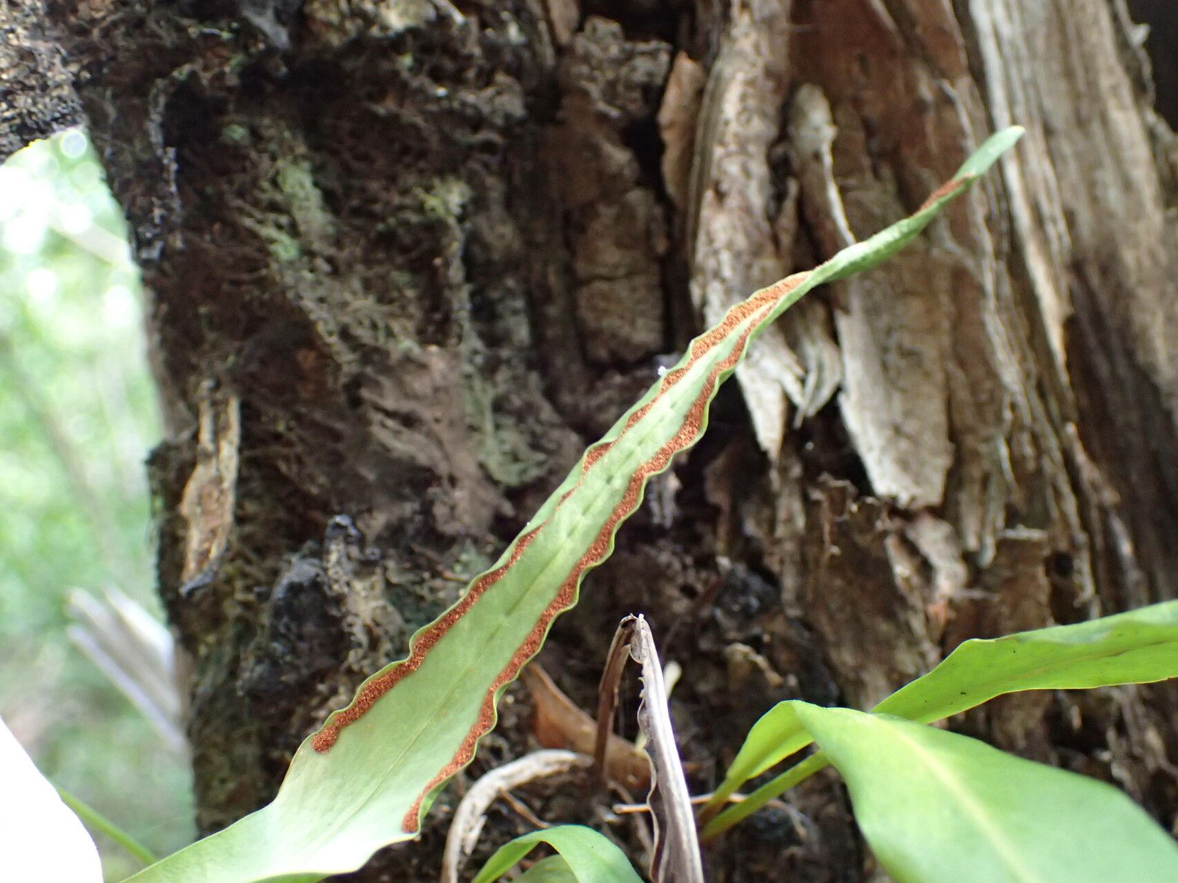 Pleopeltis marginata fruit