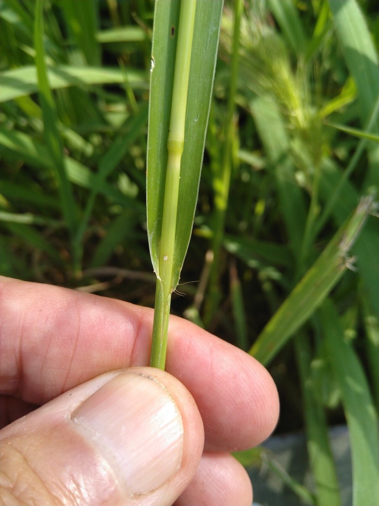 Echinochloa telmatophila bark