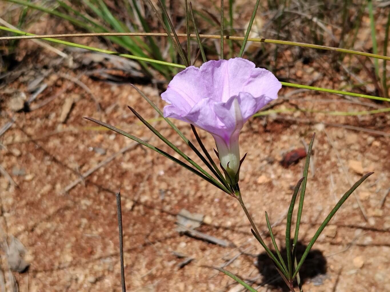 Ipomoea ternifolia flower